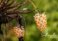 Dendrobium thyrsiflorum