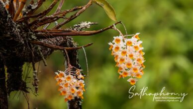 Dendrobium thyrsiflorum