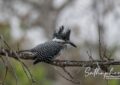 Crested Kingfisher