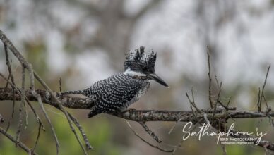 Crested Kingfisher