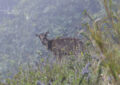 Wild goral standing in misty mountain grassland in Chiang Dao, Northern Thailand
