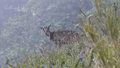 Wild goral standing in misty mountain grassland in Chiang Dao, Northern Thailand