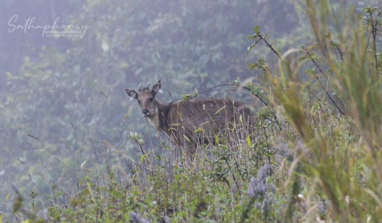 Wild goral standing in misty mountain grassland in Chiang Dao, Northern Thailand