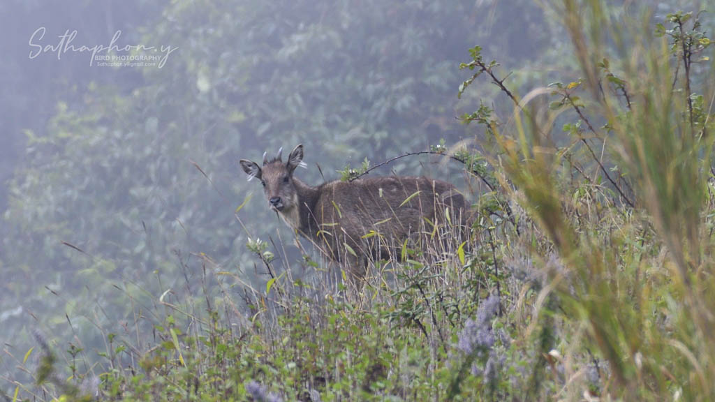 Understanding Protected Forest Areas in Thailand