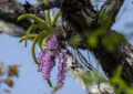 Aerides multiflora orchid with pink flowers blooming on a tree in Chiang Dao forest, Northern Thailand