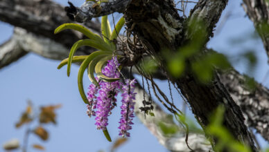 Aerides multiflora orchid with pink flowers blooming on a tree in Chiang Dao forest, Northern Thailand