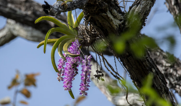 Aerides multiflora orchid with pink flowers blooming on a tree in Chiang Dao forest, Northern Thailand