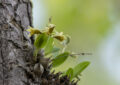 Dendrobium delacourii orchid with green and yellow-brown flowers growing on tree bark in Chiang Dao forest, Northern Thailand