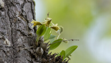 Dendrobium delacourii orchid with green and yellow-brown flowers growing on tree bark in Chiang Dao forest, Northern Thailand